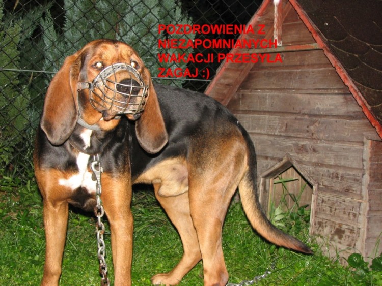 ZAGAJEK1.jpg