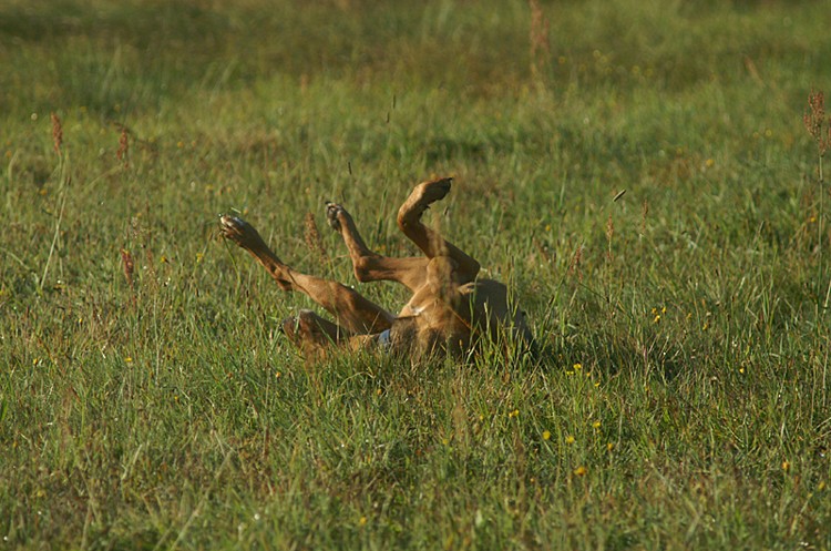 PICT0135o.jpg