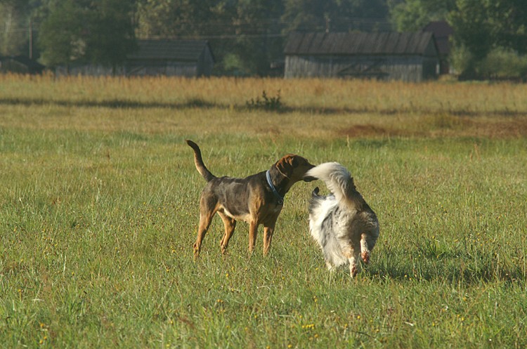 PICT0132o.jpg
