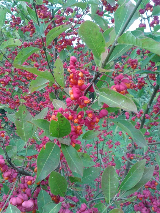 20130928_170953.jpg