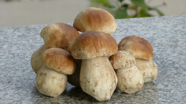 a takie cuda rosną tam, gdzie biegam z Brutkiem