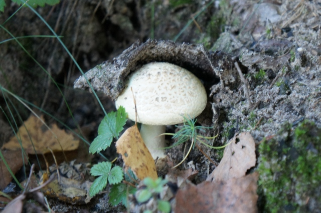 DSC07652 (640x425).jpg