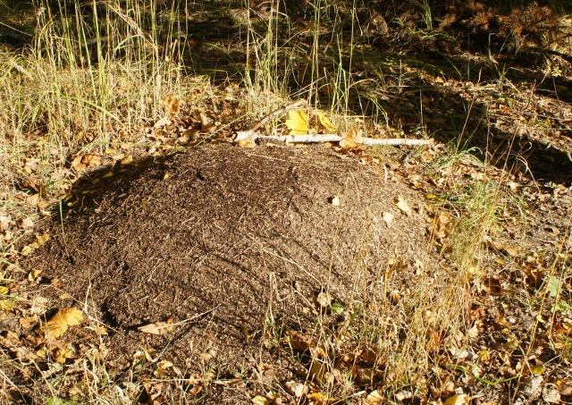 DSC07650 (640x453).jpg