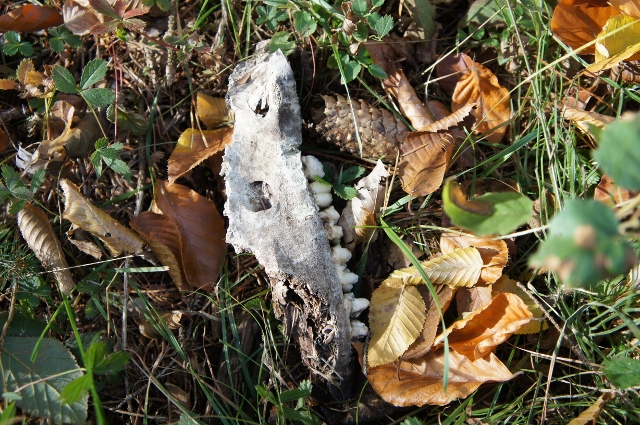 DSC07450 (640x425).jpg