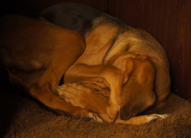 DSC07413 (640x462) (2).jpg
