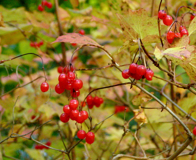 PA110037.JPG