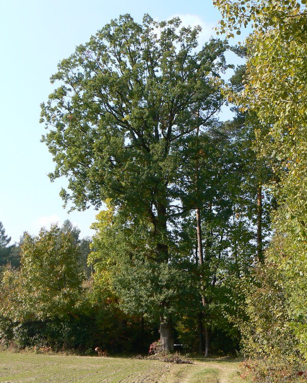 P1680393.JPG