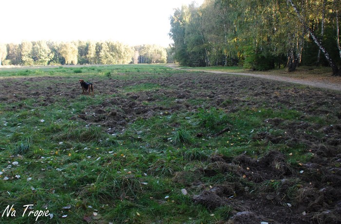 Spacer bemowo IX 2013 085.jpg