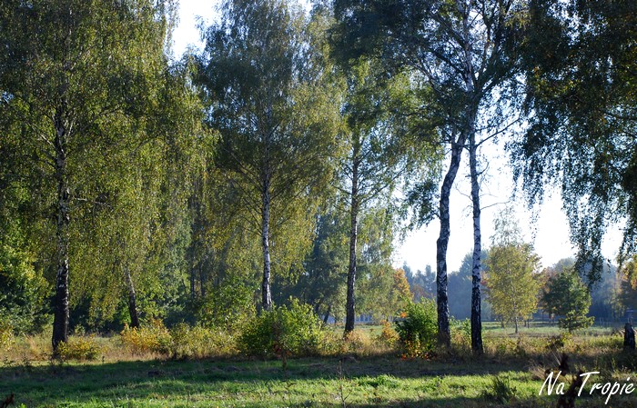 Spacer bemowo IX 2013 111.jpg