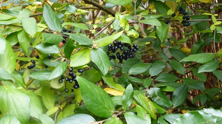 P1000719.JPG