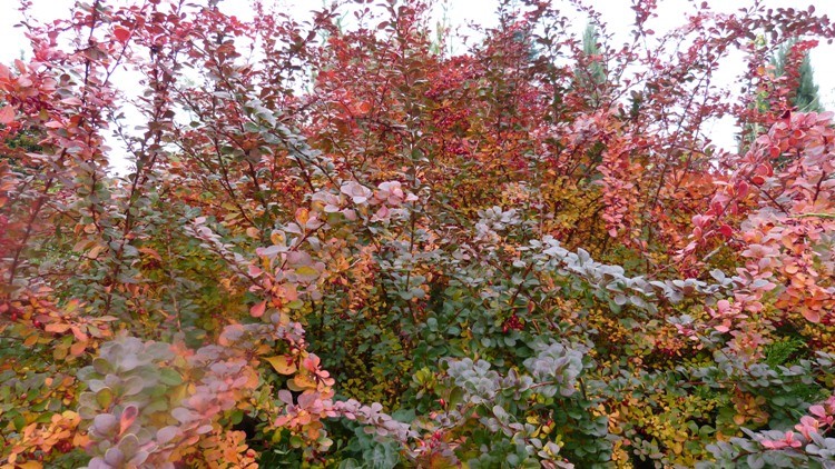 P1000715.JPG