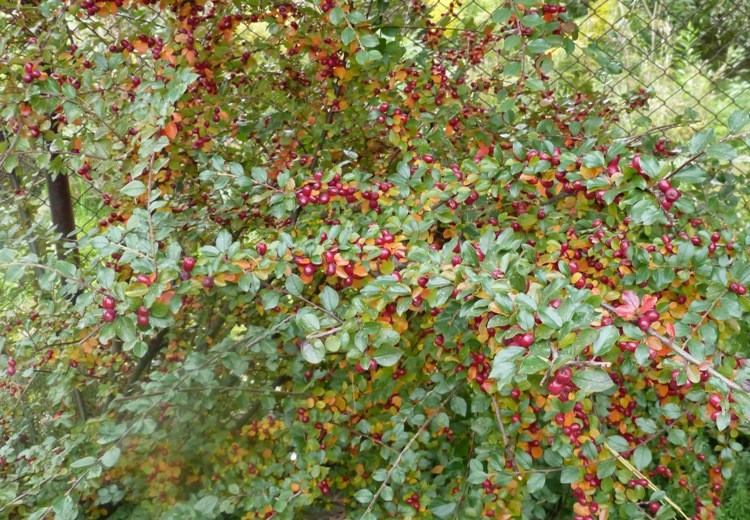 P1000710.JPG