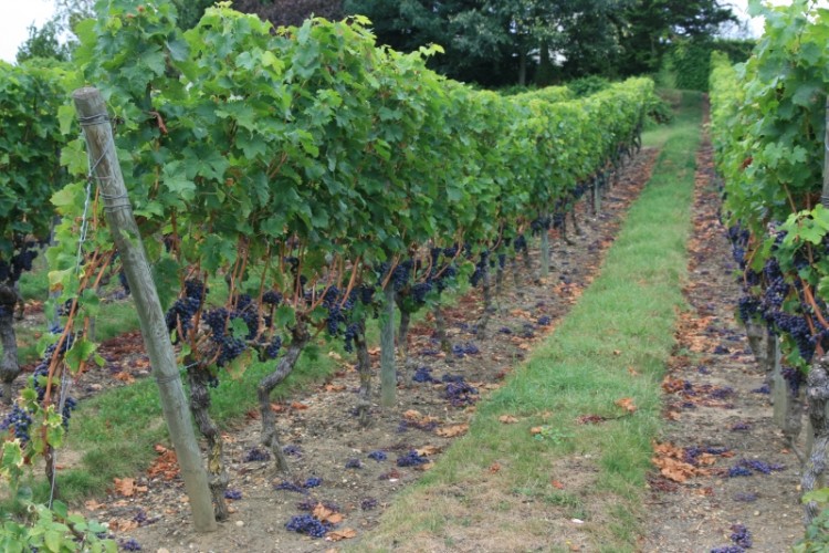 Winnice w Chinon.