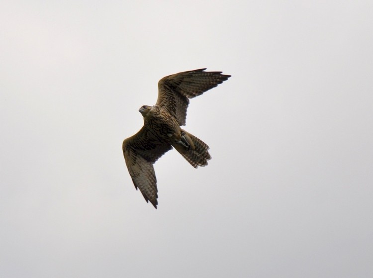 DSC_0172.JPG b.jpg