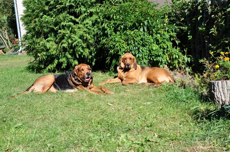 DSC_0084.JPG b.jpg