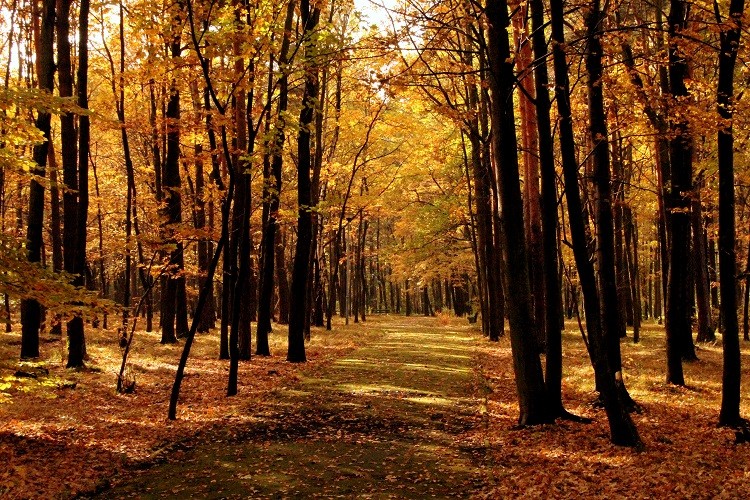 Nasz park :) jesienny ...