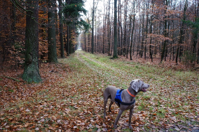 Niestrudzony Oskar od czasu do czasu znikał, by znowu się pojawić