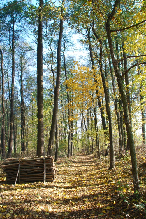 DSC_0010.JPG