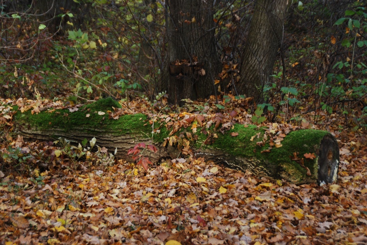 DSC_0056.JPG