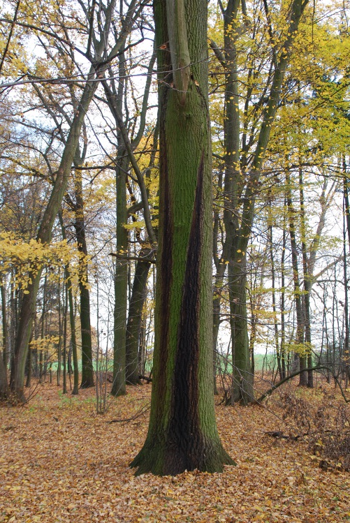 DSC_0057.JPG
