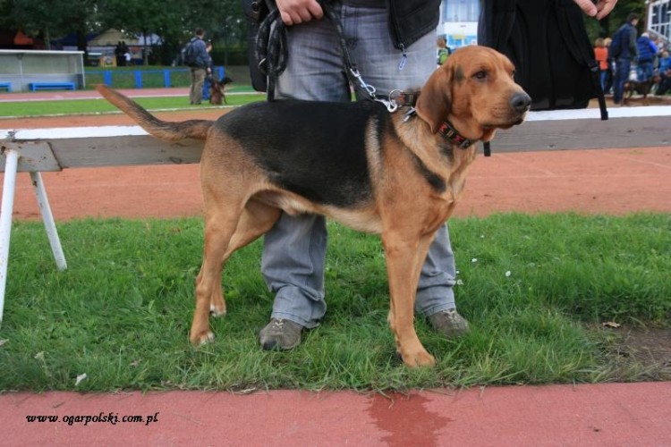 Łowca w całości.