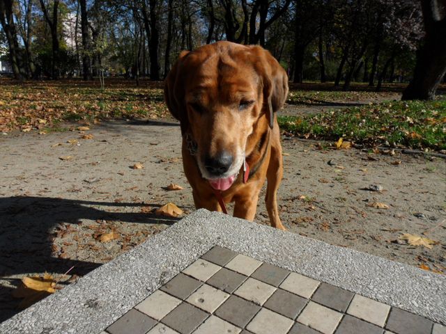 SAM_4560.JPG