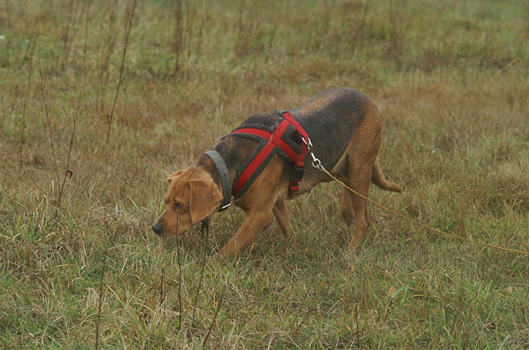 PICT0004m.jpg