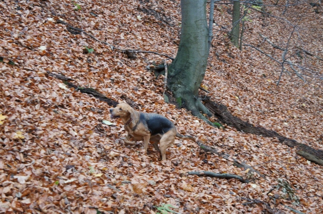 DSC07947 (640x425).jpg
