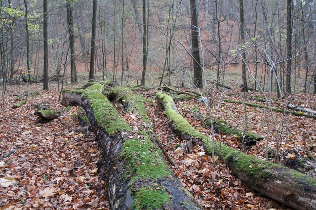 Park krajobrazowy-naturalny i szczególnie piękny jesienia