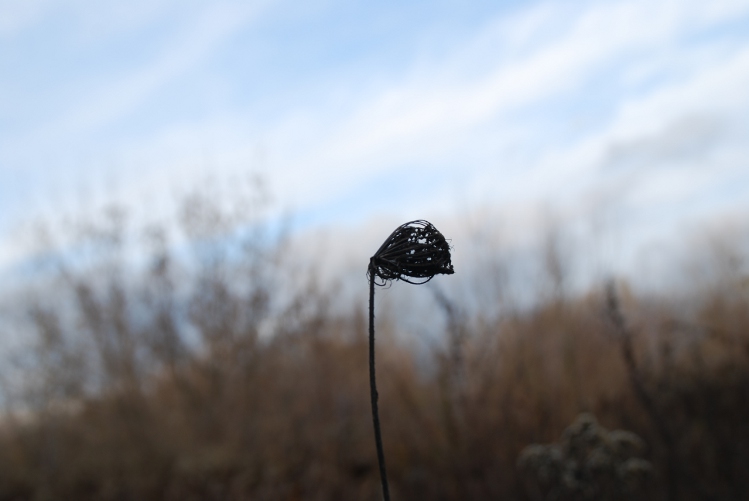 DSC_0334.JPG