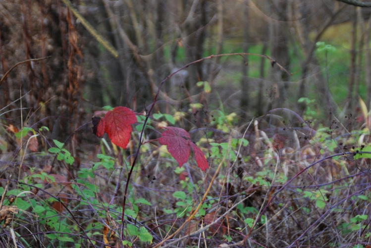 DSC_0302.JPG