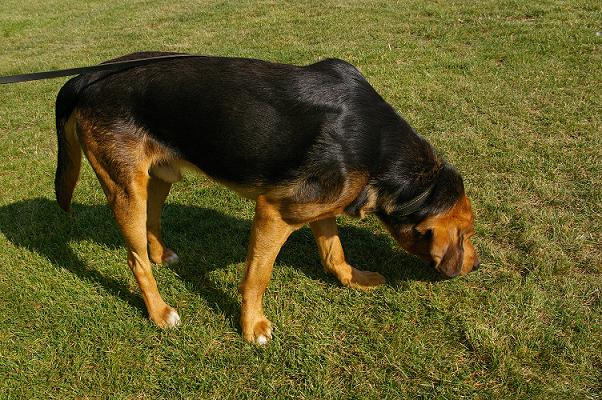 Orik