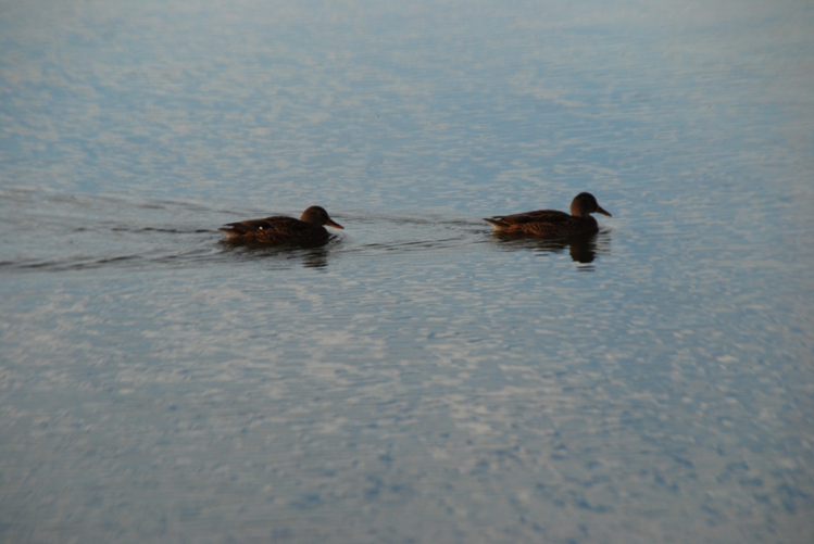 DSC_0180.JPG