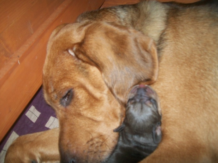 H maluchy 001.jpg