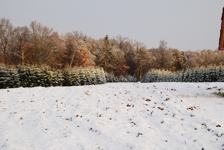 DSC_0005.JPG