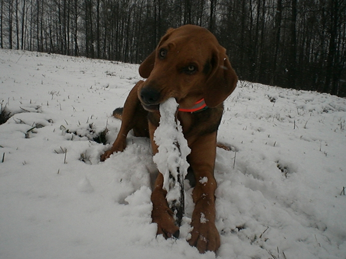 Lody na patyku.jpg