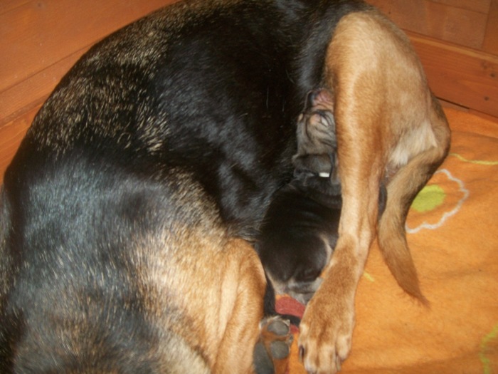 H maluchy 006.jpg