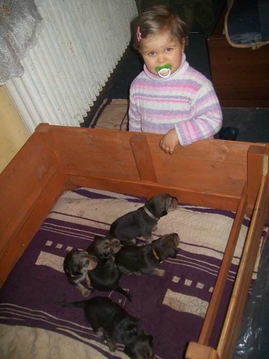 H maluchy 001.jpg