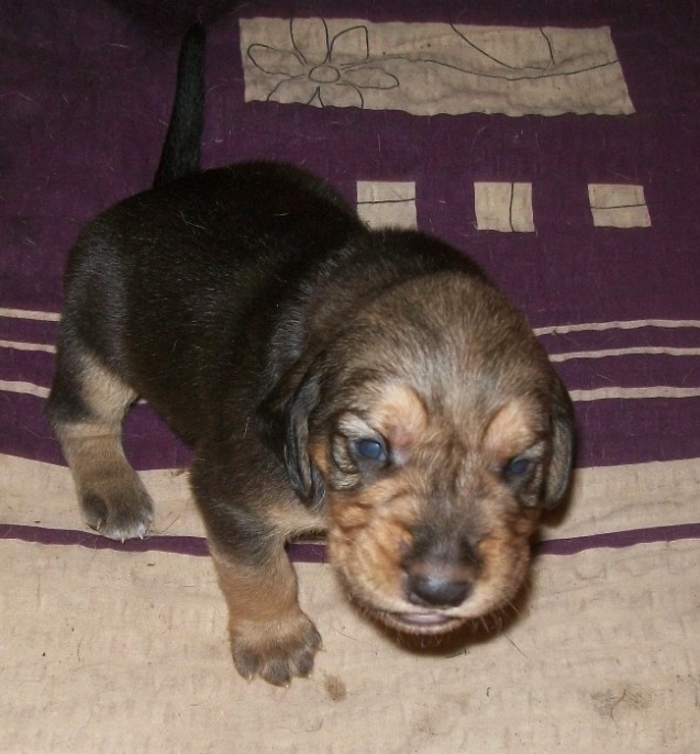 H maluchy 007.jpg