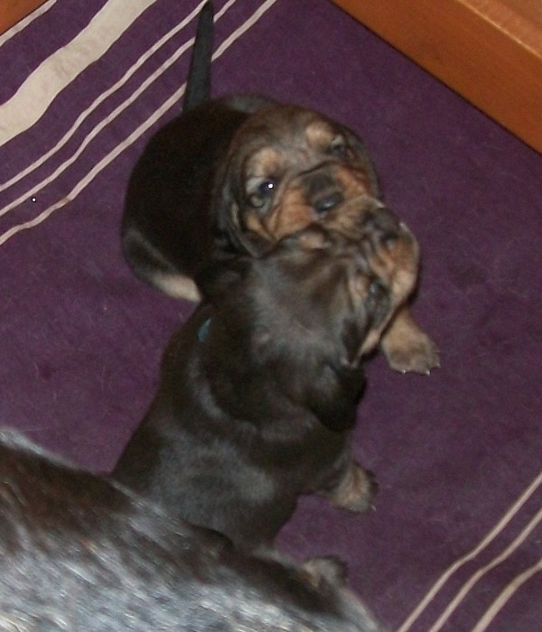 H maluchy 017.jpg