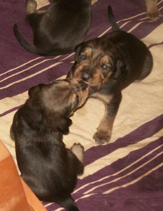 H maluchy 022.jpg