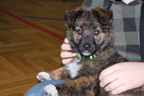 Kluski 20. 12.2013 245.jpg