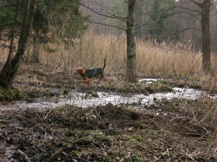 więta 2013c.jpg