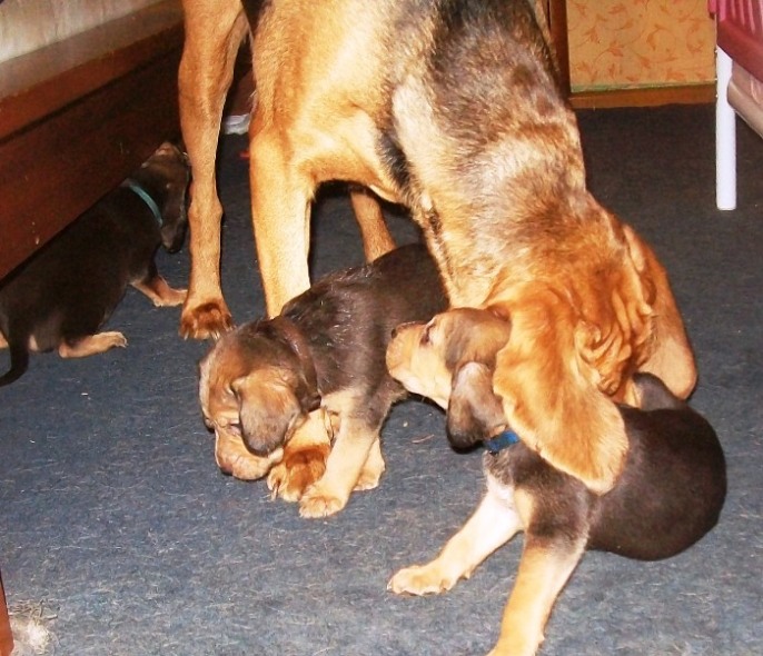 H maluchy 018.jpg