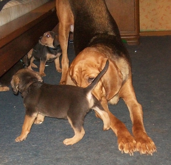 H maluchy 021.jpg