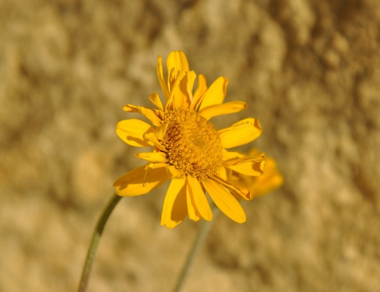 DSC_0436.JPG b.jpg