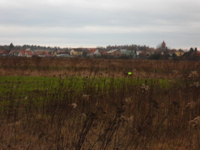 SAM_5181.JPG