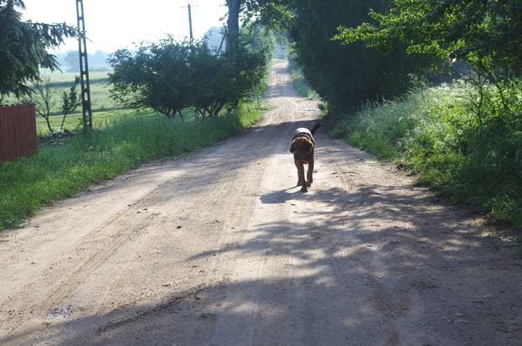 wracam ze wsi, ale sunie.jpg