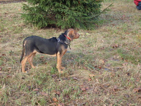 16.11. 2008 038.jpg