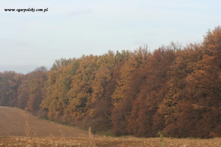 Koniec jesieni u nas.